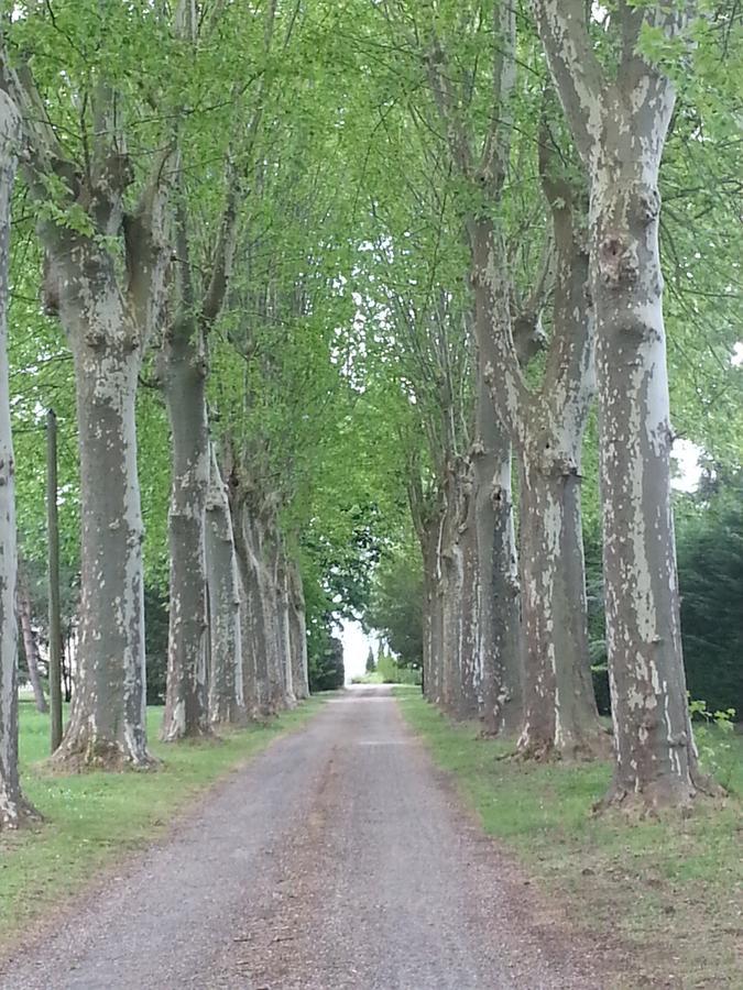 Orangerie Du Chateau Marith - Domaine Avec Piscine Clairac  Buitenkant foto